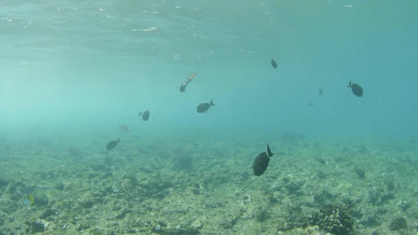 Fish swim toward sea bottom