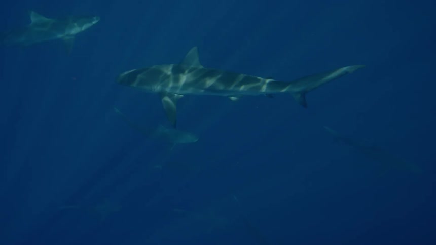 Sharks swimming underwater in blue water in the ocean