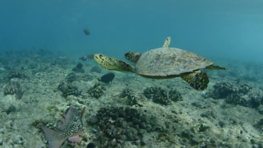 Sea turtle swims underwater among fishes over coral reefs