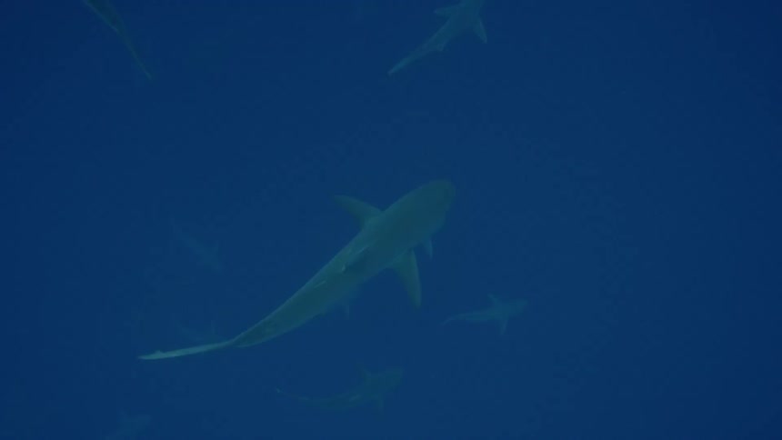 Many fish swim in the water