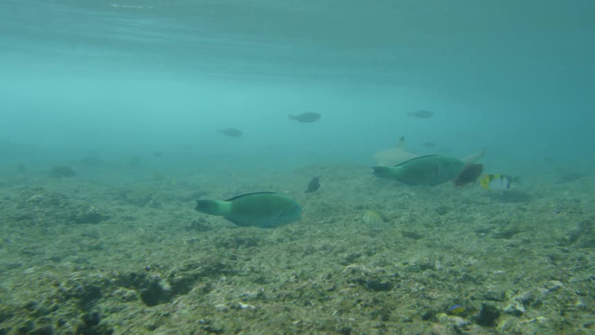 Underwater view school of fish swimming near the ocean floor