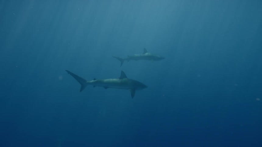 A pair of sharks swimming underwater during the day