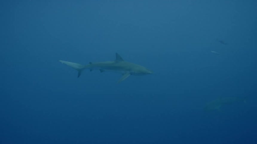 A shark swims in blue water