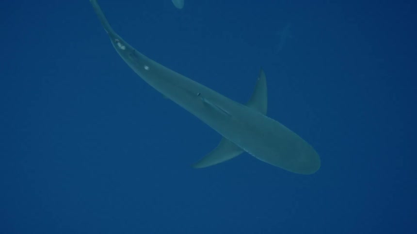 Sharks swimming around on the ocean