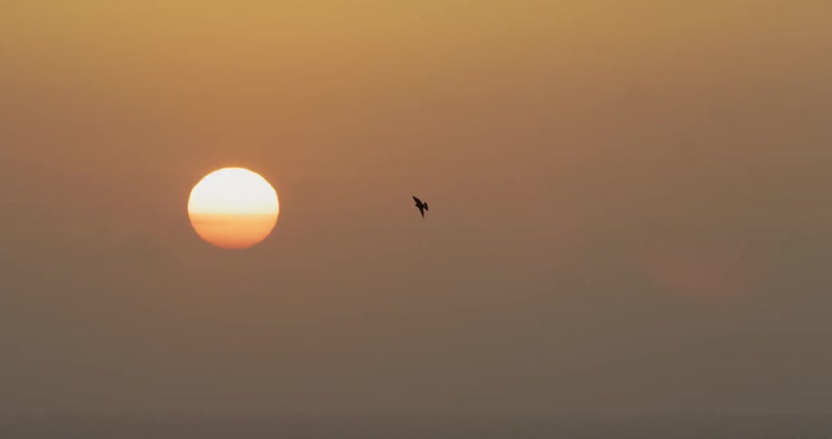 Bird flies through sky in front of sun at sunset