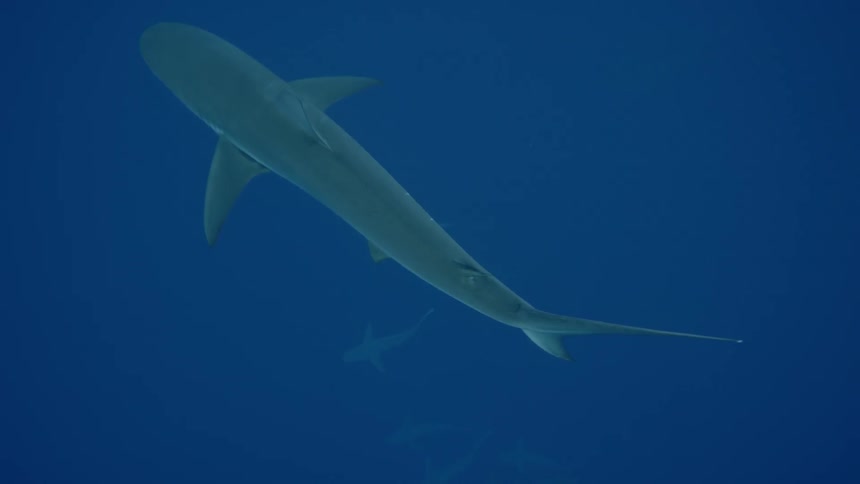 Shark swim over several other sharks