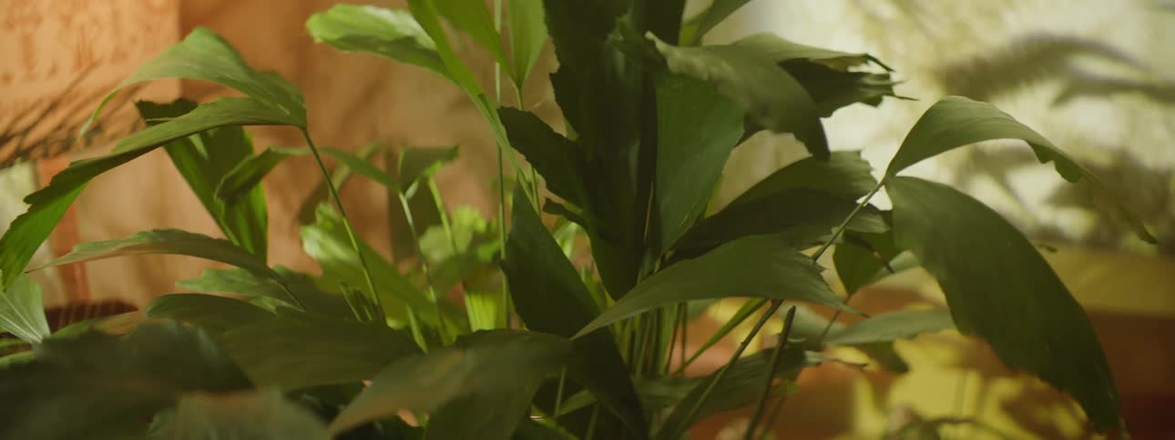 Potted plant close to a window inside a house