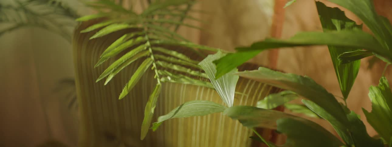 Plants surround a chair