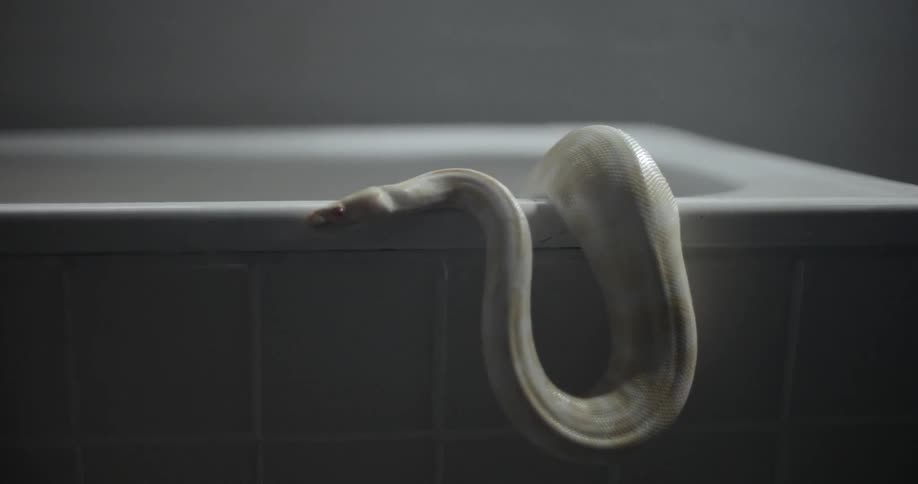 Snake getting out of a bathtub