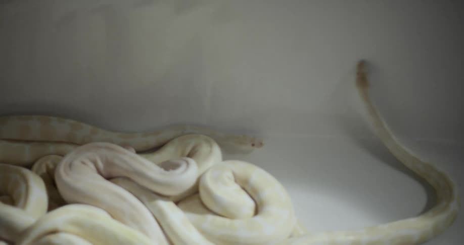 Pale patterned constrictors live in pile in tub