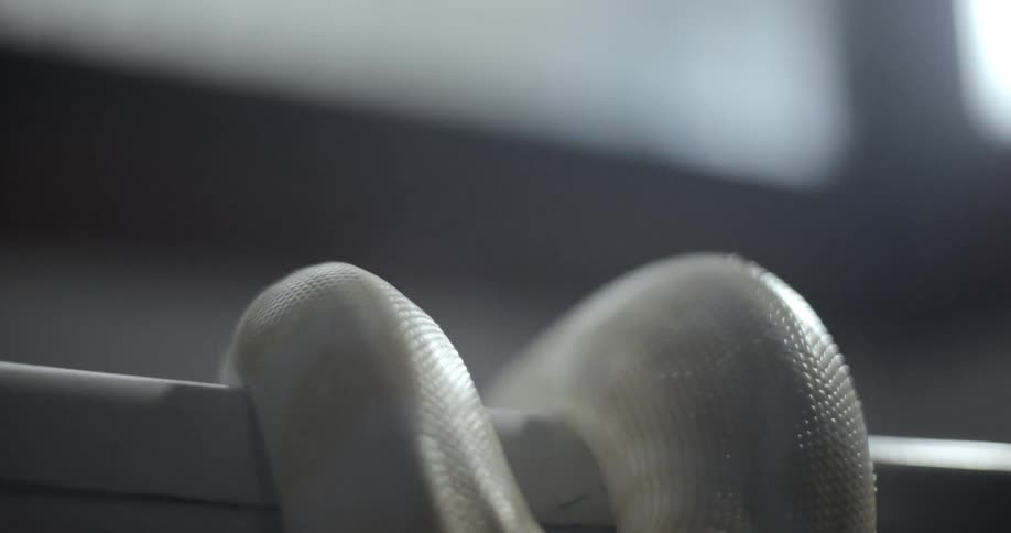 A pale colored snake that is draped over the side of a bathtub slides and crawls back into it
