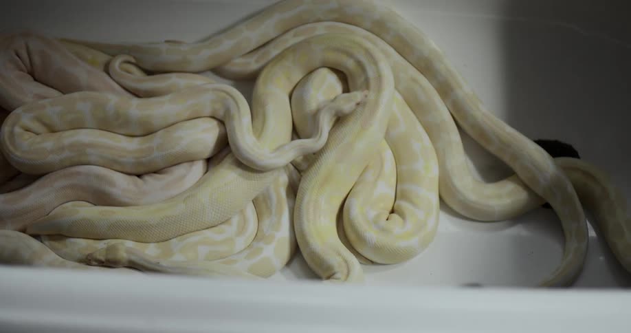 Snakes slithering in a confined space