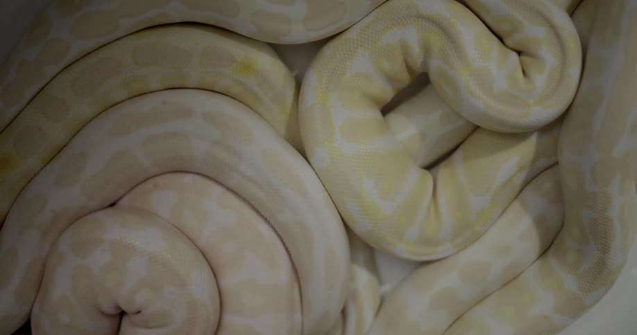A pile of thick albino snakes with and crawl around each other