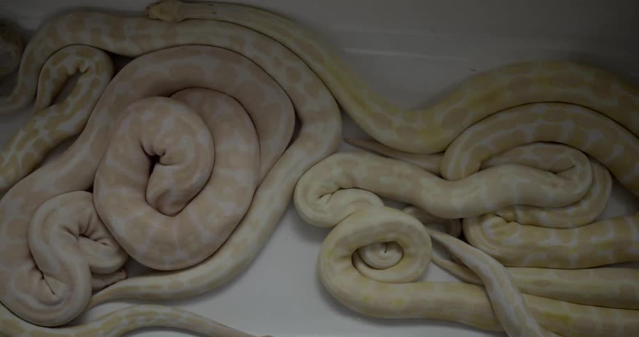 Snakes in a container slither together