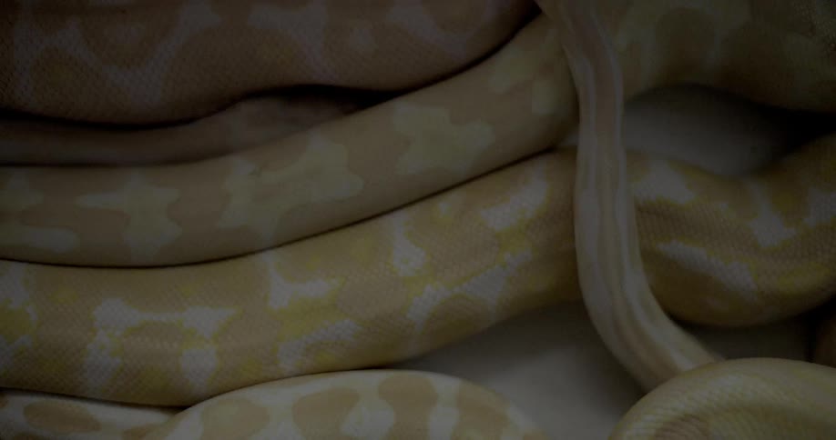Three yellow and white snakes dragging above each other
