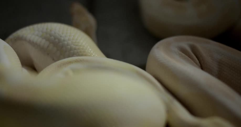 Yellow snakes on the floor