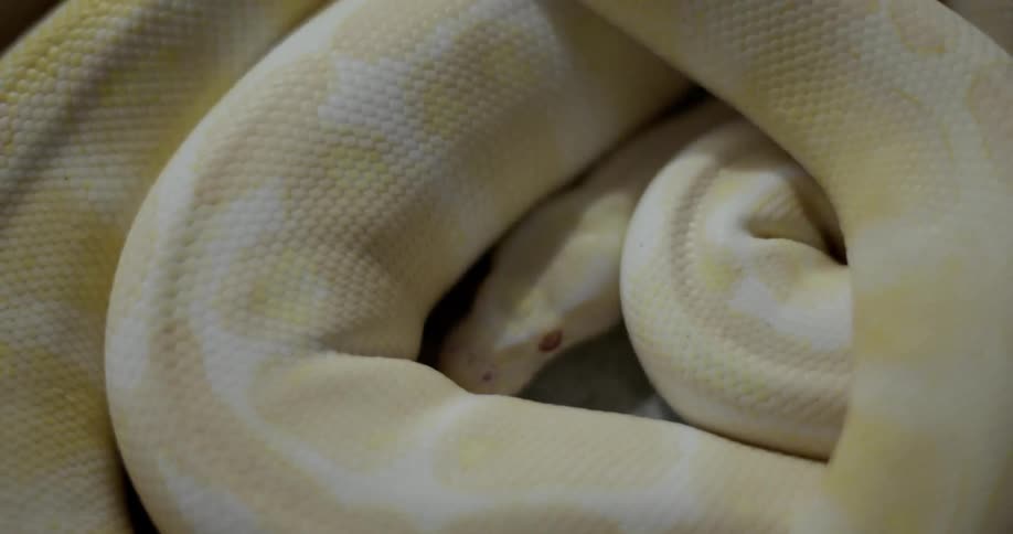 Coiled up snake resting
