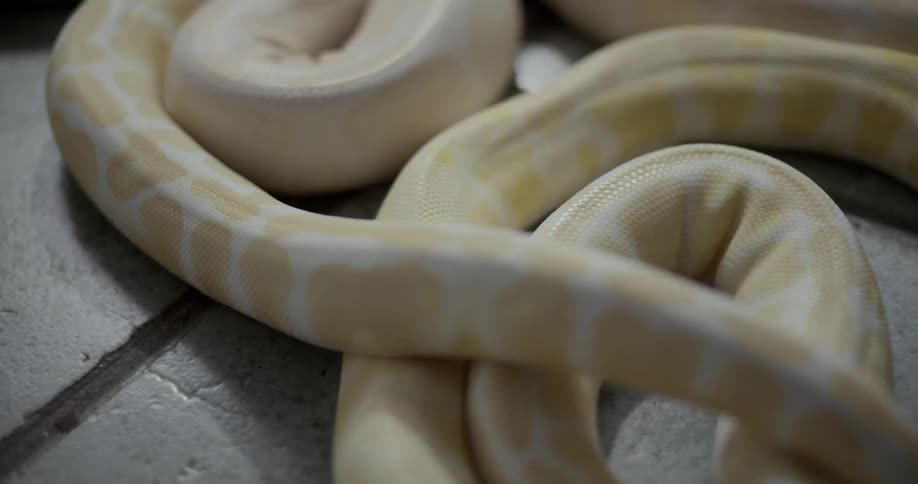 A yellow snake is moving over a tiled surface