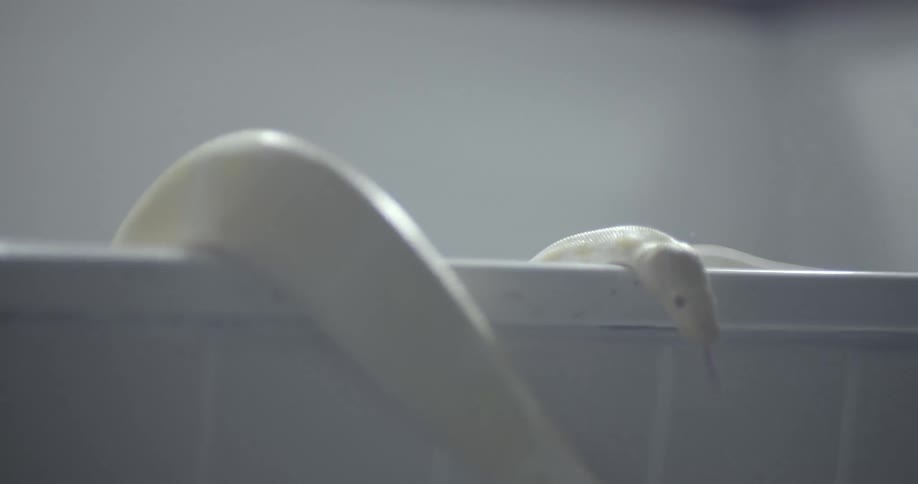 A snake slithers out of a container