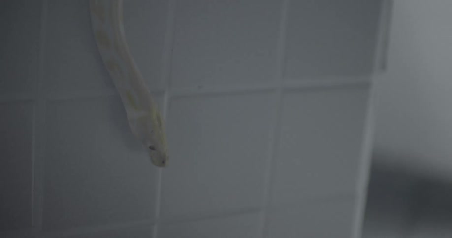 A snake slithers down the side of a container