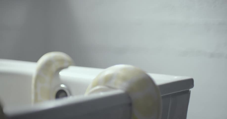 Two albino snakes are hanging over the edge of a rectangular white bathtub