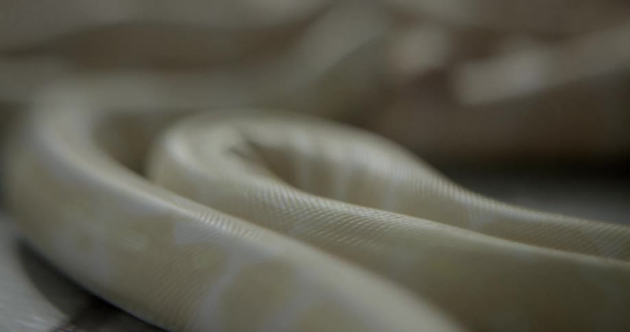 Snakes slithering on a tile floor