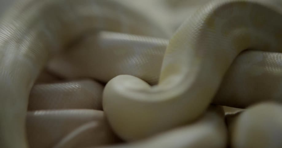 A pile of pale colored snakes writhe and slither over each other