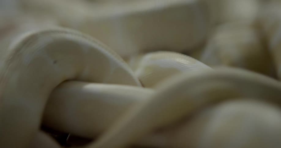 Pale yellow snakes slithering over one another in a pile