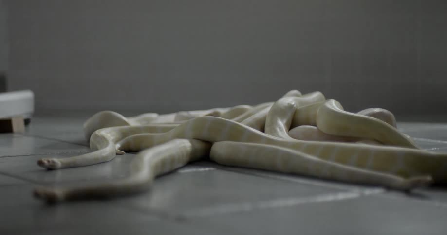 Snakes slither across a floor