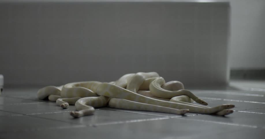Several yellow and white snakes move from a pile on the floor