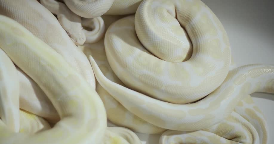 A group of white snake are slithering in a pile