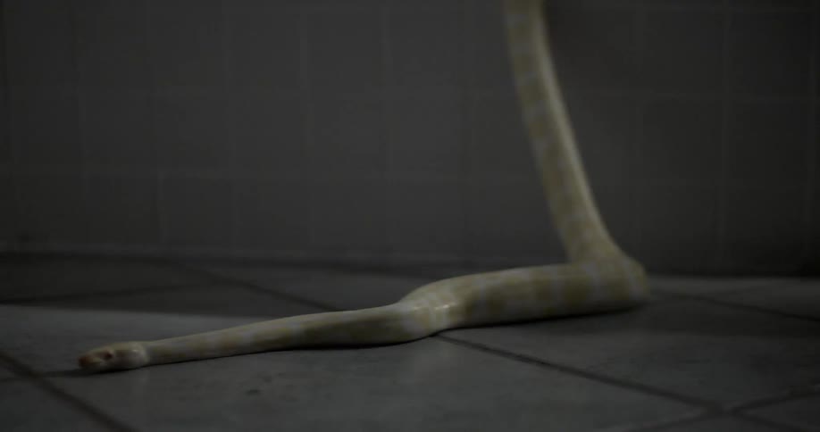 A snake slithers across a bathroom floor