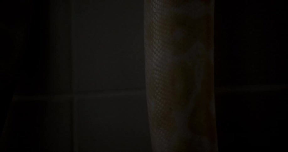 A pale albino snake is dangling out of a bathtub and slithers slowly down the side of it