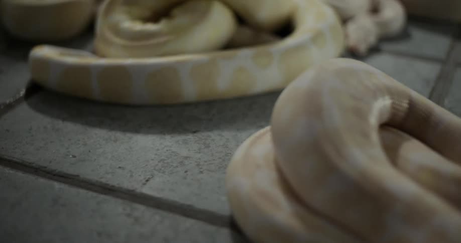 Yellow and white snakes curled up on a tile floor