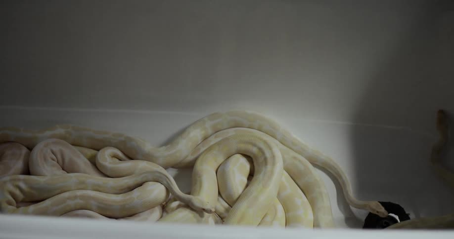 A bathtub is filled with a large number of writhing albino snakes