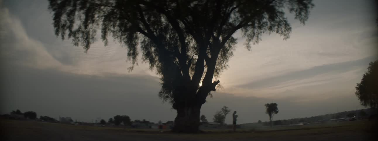 Person standing under a large oak tree in the country