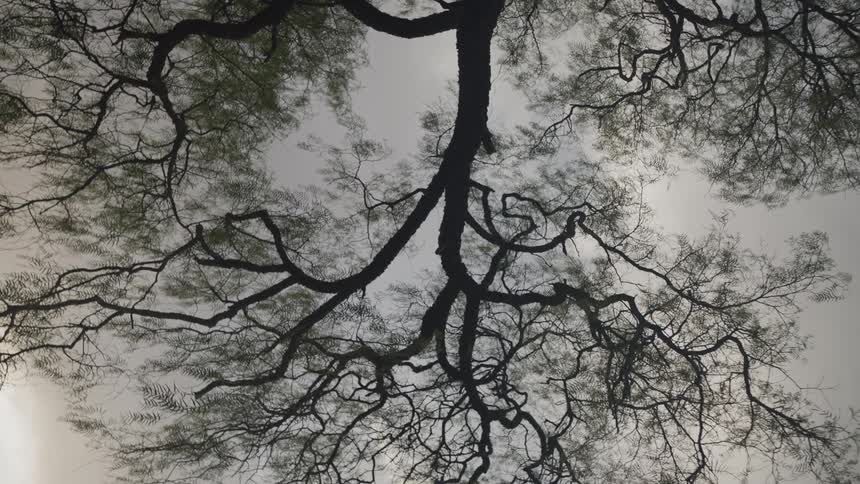 Wide spread tree tops against clouded sky