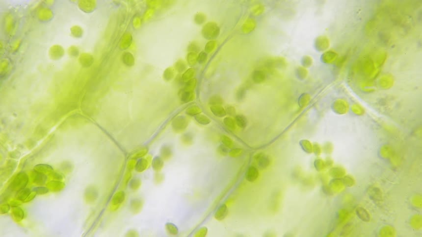 Cells move inside a plant's membrane