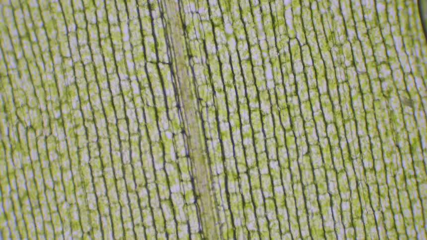 Cells move inside a plant