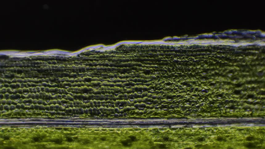 A plant's abstract topography of green and black