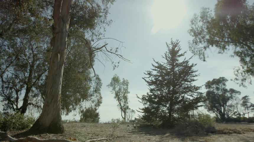 Trees of various sizes in the wilderness on a clear day