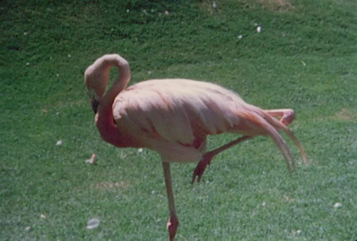 A flamingo standing on one leg in green grass