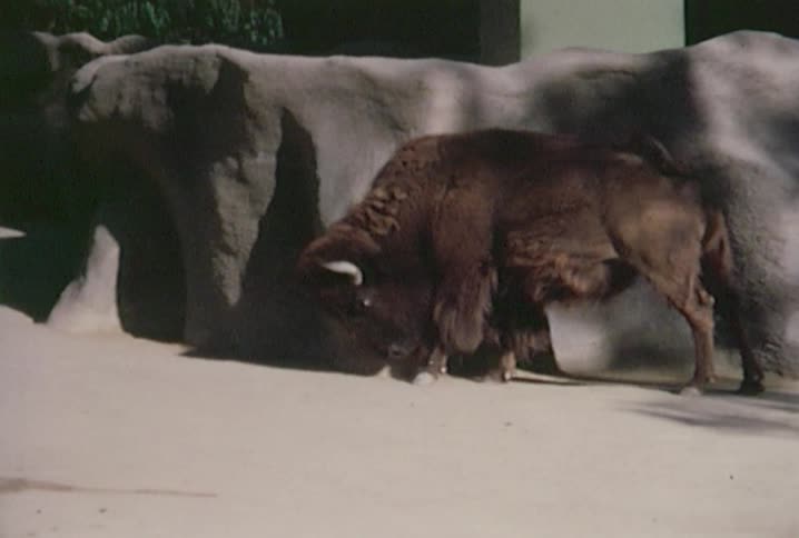 A bison scratching it's head on a rock in a zoo