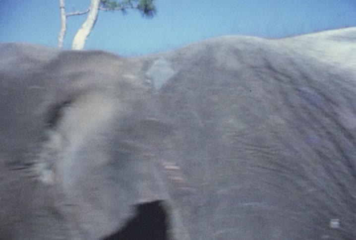 Elephant is walking along the grass