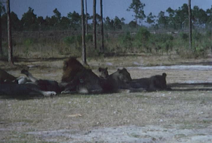A group of lions lying in the shade