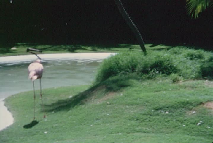 Flamingos stand, wade or preen on grass or in ponds