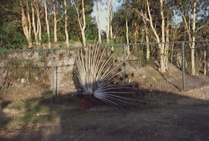 A peacock at the zoo displays its tail feathers