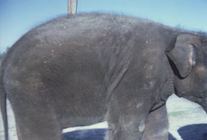 Old footage of elephants walking