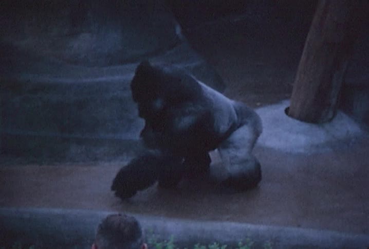 Old footage of a silverback gorilla in a zoo