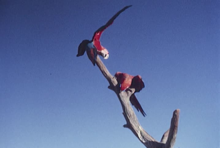Two macaws flapping their wings and pecking at each other at the end of a branch